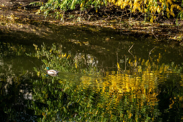 Duck in the lake water on a summer day.