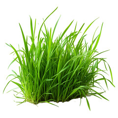 Obraz premium fresh green grass isolated on transparent background