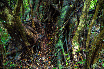 屋久島　猿川ガジュマル