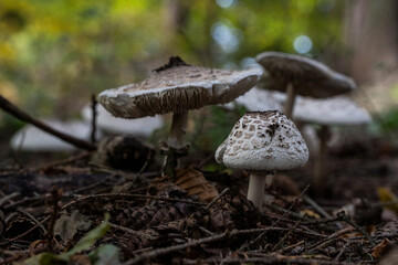 Pilze im Wald