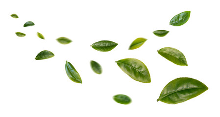 Green tea leaves flying in the air isolated on background.