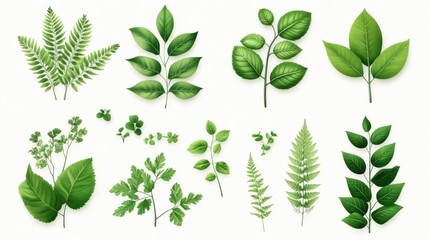Collection of various green leaves and ferns isolated on white background.