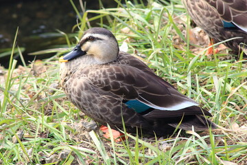 春の陽気を浴びるカルガモ 