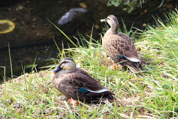緑の中で輝くカルガモ