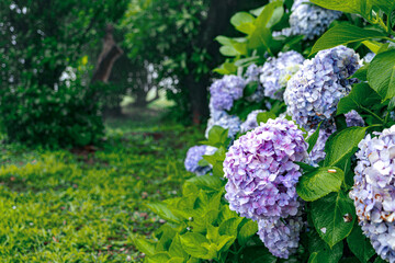 【#福江島】紫陽花(アジサイ)
