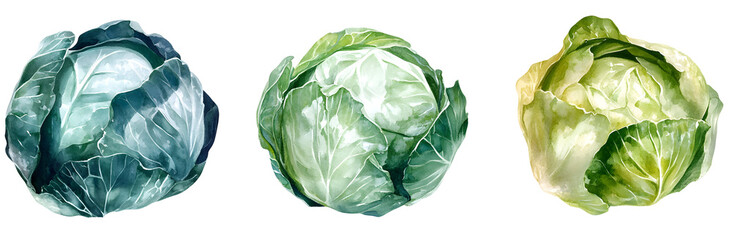 Watercolor Cabbage Collection, Green, White, Teal, Isolated on White Background