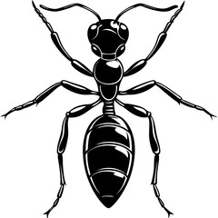 black and white ant