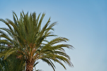 Tall date palm with spreading green leaves against a clear blue sky. Perfect image for projects related to vacation, travel, tropics, nature, and exotic destinations. Plenty of copy space.