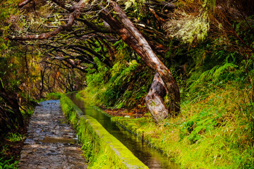 Narrow path along a stone gutter with smoothly flowing water on a mountainside among dense forest, Madeira, Portugal