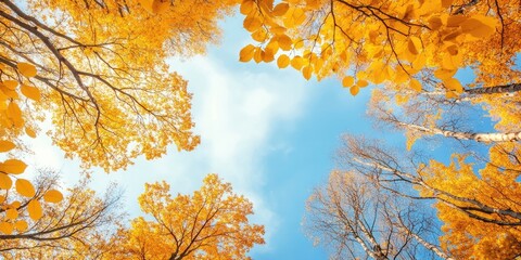 Autumn trees with vibrant yellow leaves against a clear blue sky framed by bare branches create a picturesque scene with ample copy space.
