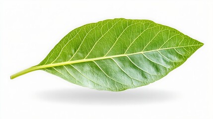 Obraz premium Single Green Leaf Isolated Botany Nature Plant Detail Texture Veins White Background Ecology Foliage