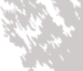 Tropical leaf Sunlight shadow png