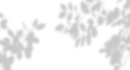 Tropical leaf Sunlight shadow png