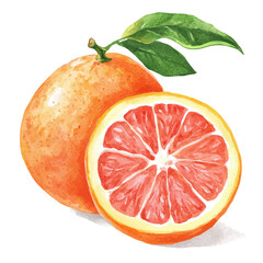 A watercolor clipart of Grapefruit, isolated on a white background. Grapefruit vector.
