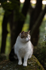 Obraz premium 自然豊かな林の中で岩にちょこんと座ってるキジトラ柄の野良猫