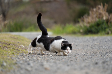 自然公園の砂利の上で姿勢を低く狩りのポーズをして何かを狙ってるぶち猫柄の野良猫