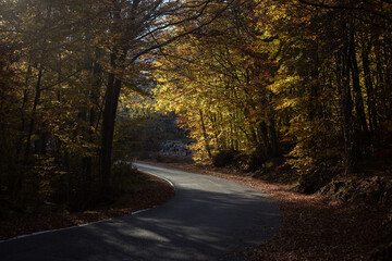 Autumn yellow brown background from a mountain winding road and trees with golden leaves. High...