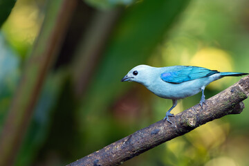 Blue-gray tanager (Thraupis episcopus) sitting on a branch with a green background. Blue bird on a green background.