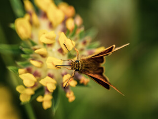 Large Skipper Butterfly Feeding on Kidney Vetch