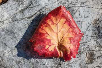 Red and Yellow Leaf on a Textured Gray Surface