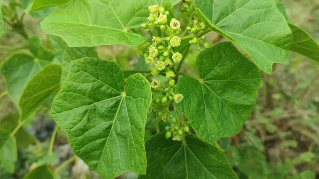 jatropha plant