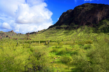 Obraz premium Sonora Desert Arizona Picacho Peak State Park