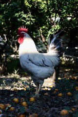 Rooster orange ground. High quality photo