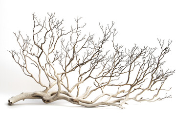 Obraz premium tree isolated