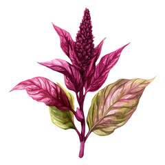 A watercolor of Amaranth, isolated on a white background. Amaranth vector.
