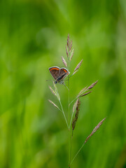 Brown Argus Butterlfy. Wings Open.