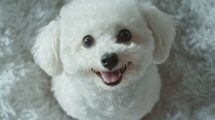 Charming bichon frise captured in close-up with sparkling eyes and studio background