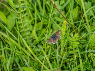 Brown Argus Butterlfy. Wings Open.