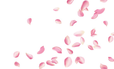 Red rose and cherry blossom falling sakura petals on fake transparent background, isolated special effect. Vector illustration in eps format. Elements for Valentine's Day, Mother's Day, March 8. Love.