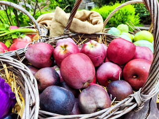 Harvesting fresh vegetables and fruits in a rural setting during a sunny day