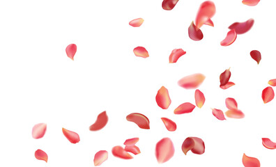 Red rose and cherry blossom falling sakura petals on fake transparent background, isolated special effect. Vector illustration in eps format. Elements for Valentine's Day, Mother's Day, March 8. Love.