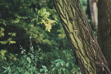 Fototapeta premium A close-up view of a moss-covered tree trunk in a forest setting, surrounded by lush green foliage. The textured bark and vibrant greenery in the background create a natural, woodland atmosphere.