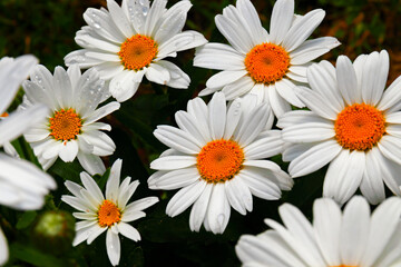 Fototapeta premium Chamomile flowers daisies, wildflowers, chamomile flowers. close up