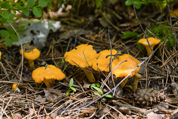 Cantharellus cibarius var.pallidus or Chanterelle in natural habitat, among green moss and grass, next to blueberry twig with red, autumn leaves. close up