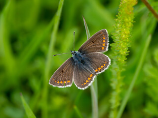 Brown Argus Butterlfy. Wings Open.
