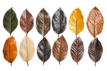 Fototapeta premium set of autumn leaves