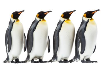 group of penguins