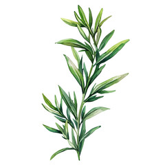 A watercolor vector of tarragon, isolated on a white background. Tarragon vector.
