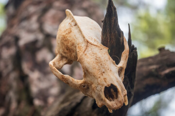 skull of a dead tree
