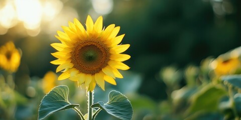 Naklejka premium Vibrant sunflower with bright yellow petals and rich brown center stands tall in a lush garden, softly illuminated by warm golden sunlight.