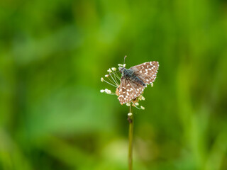 Grizzled Skipper Butterfly Resting. Wings Open