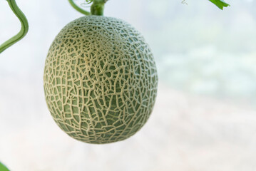 Closeup to Fresh green melon in greenhouse of farm