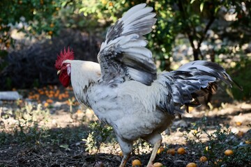 Rooster orange ground. High quality photo