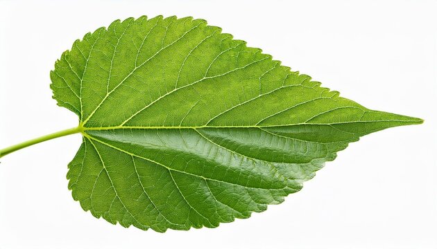 twing leaf one of mulberry tree in spring season isolated for background