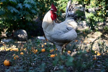 Rooster orange ground. High quality photo