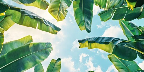Vibrant green banana leaves framing a bright blue sky with soft white clouds creating a serene space for text and design elements above.